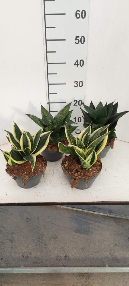 SANSEVIERIA MIX CP17