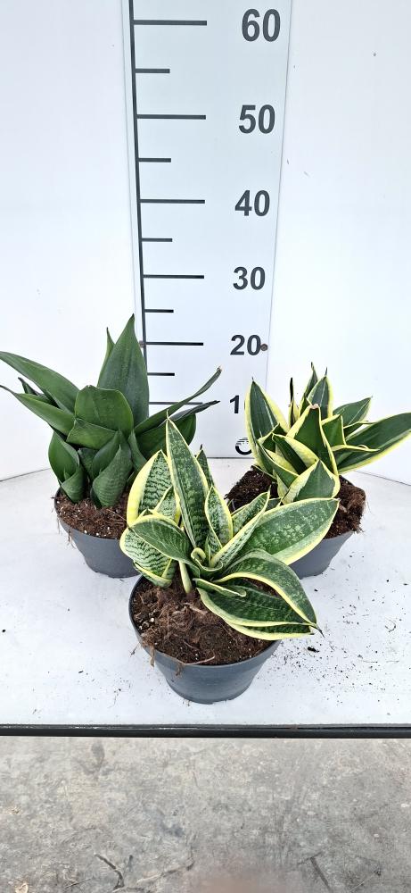 SANSEVIERIA MIX CP17