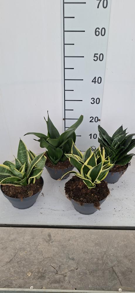SANSEVIERIA MIX CP17