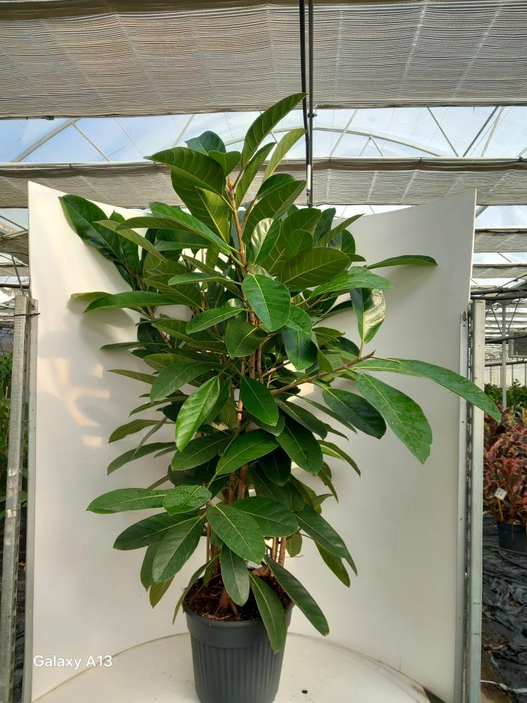 FICUS ROY VP35