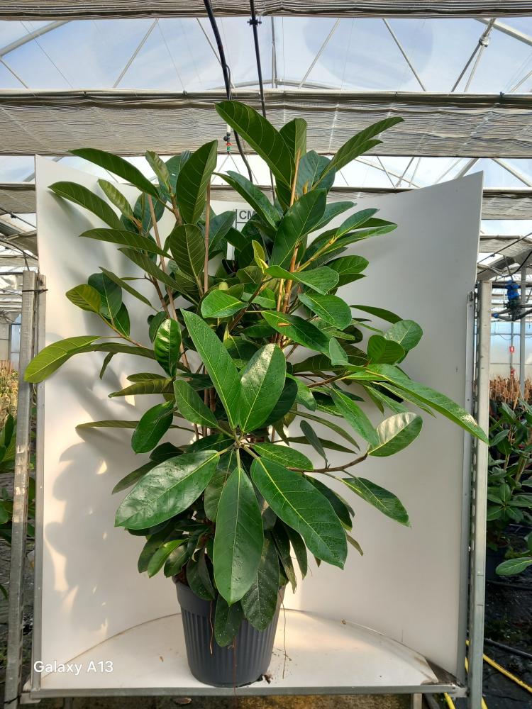 FICUS ROY VP35