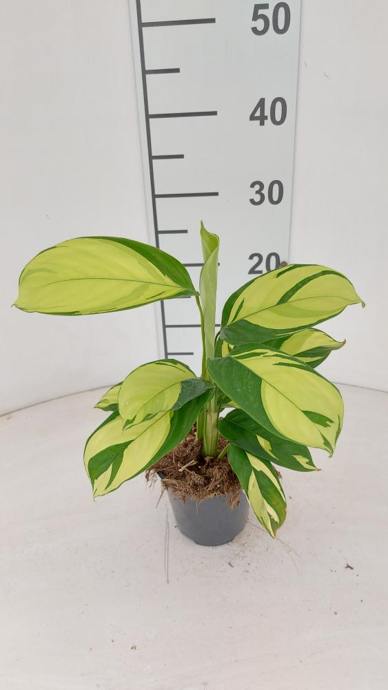CALATHEA GOLDEN MOSAIC VP12