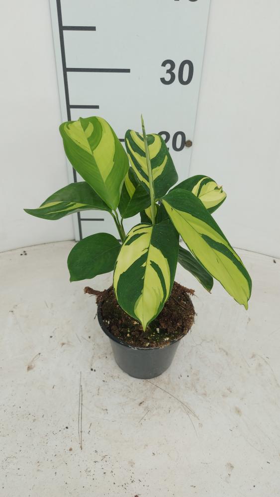 CALATHEA GOLDEN MOSAIC VP12