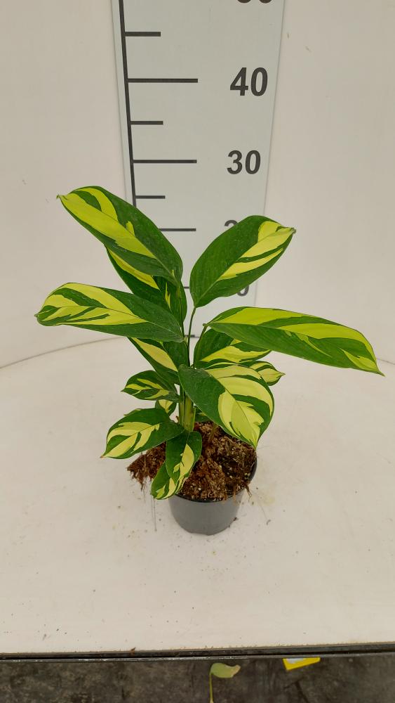 CALATHEA GOLDEN MOSAIC VP12