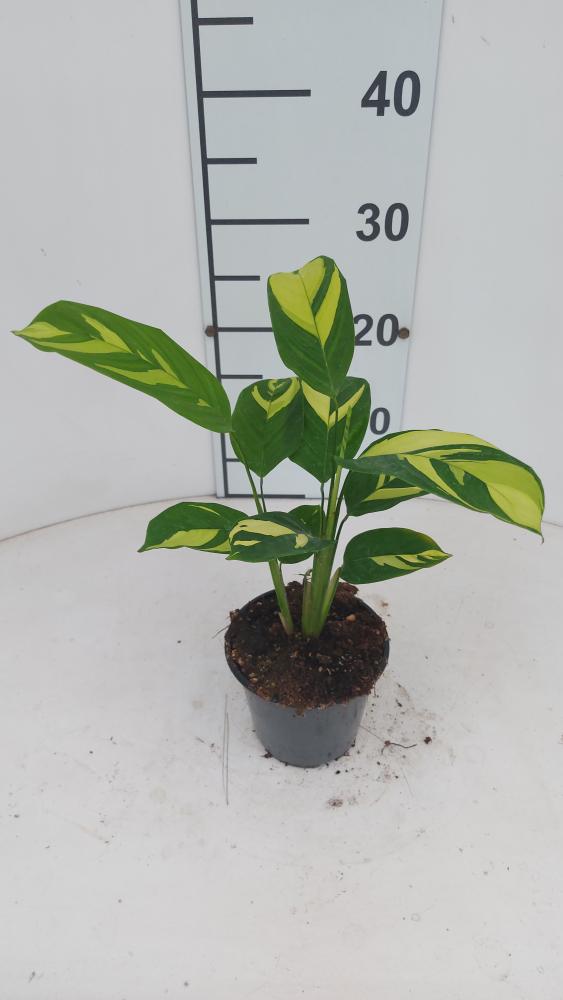 CALATHEA GOLDEN MOSAIC VP12