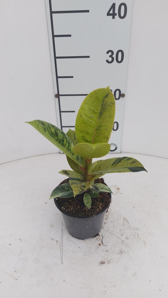 FICUS SHIVERIANA VP12