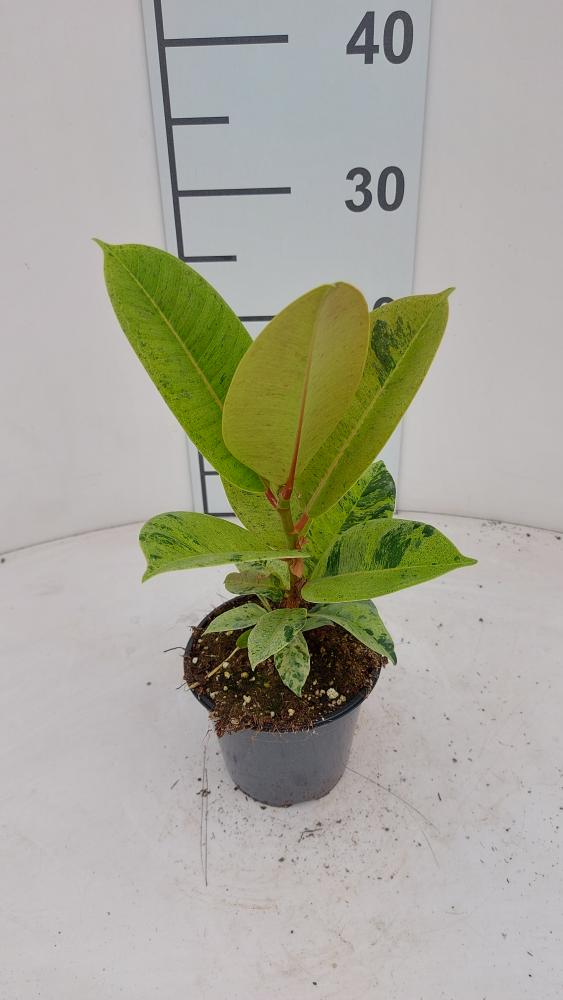 FICUS SHIVERIANA VP12