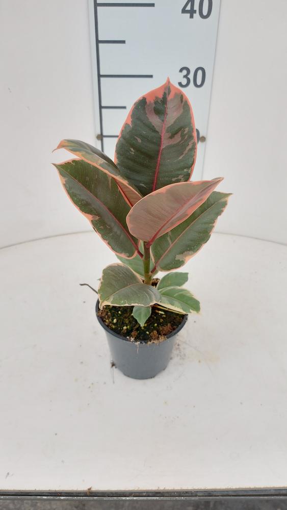 FICUS RUBY VP12