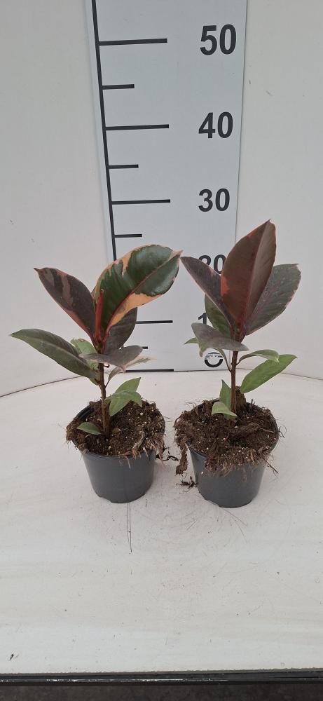 FICUS RUBY VP12