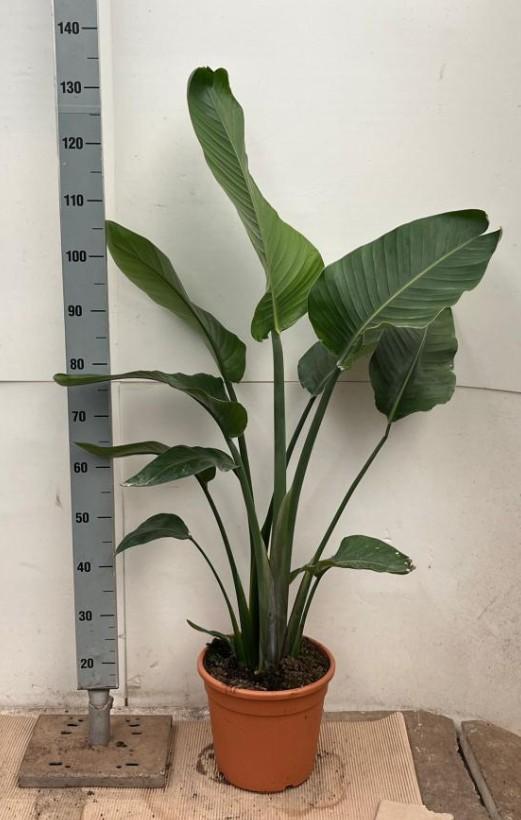 STRELITZIA AUGUSTEA VP24 2PIANTE H100