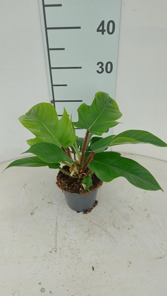 PHILODENDRON SQUAMIFER VP12