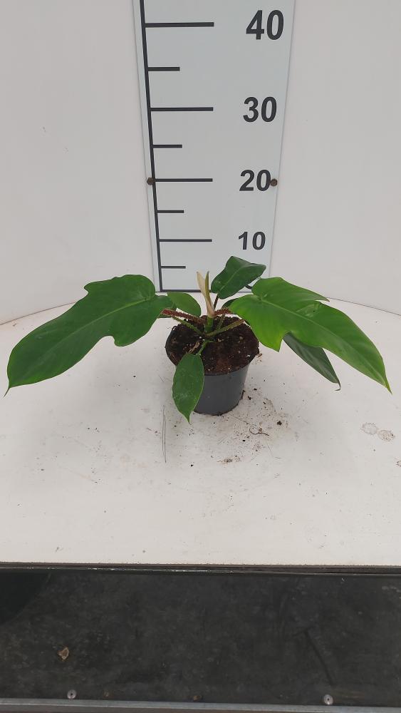 PHILODENDRON SQUAMIFER VP12