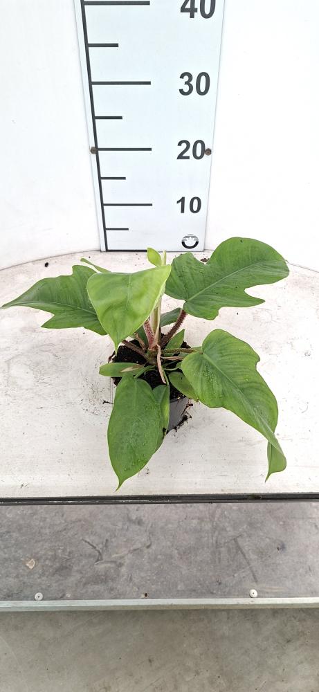 PHILODENDRON SQUAMIFER VP12