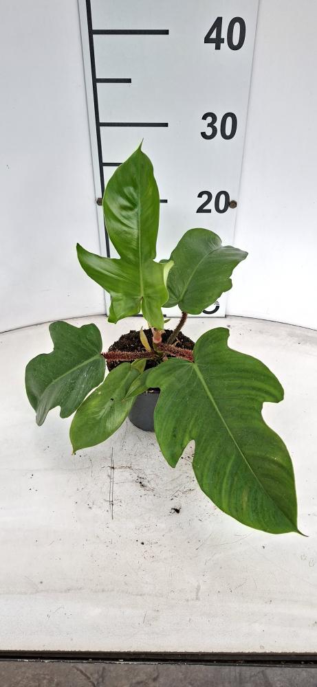 PHILODENDRON SQUAMIFER VP12
