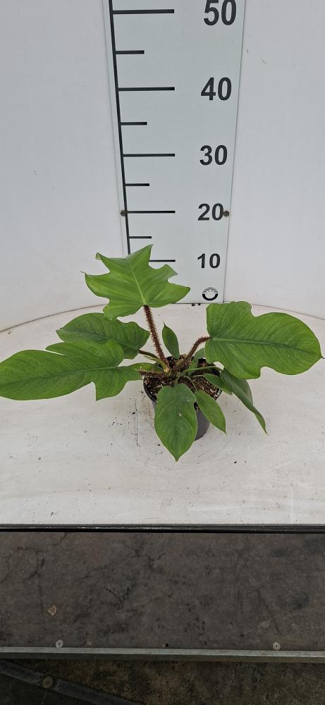 PHILODENDRON SQUAMIFER VP12
