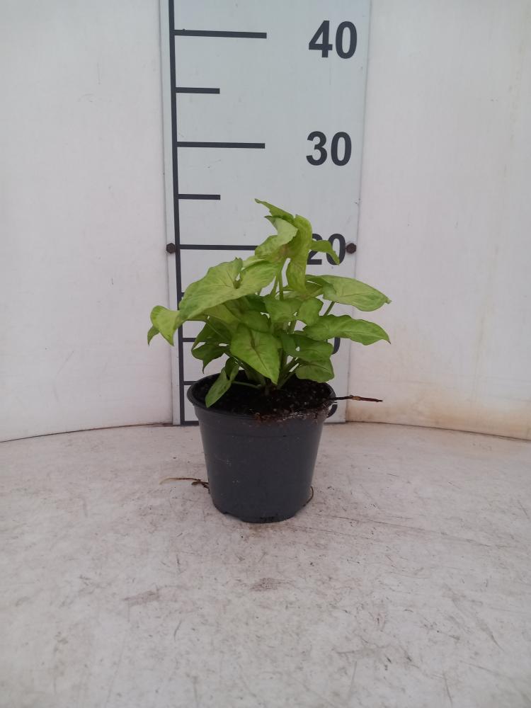 SYNGONIUM GOLDEN ALLUSION VP12