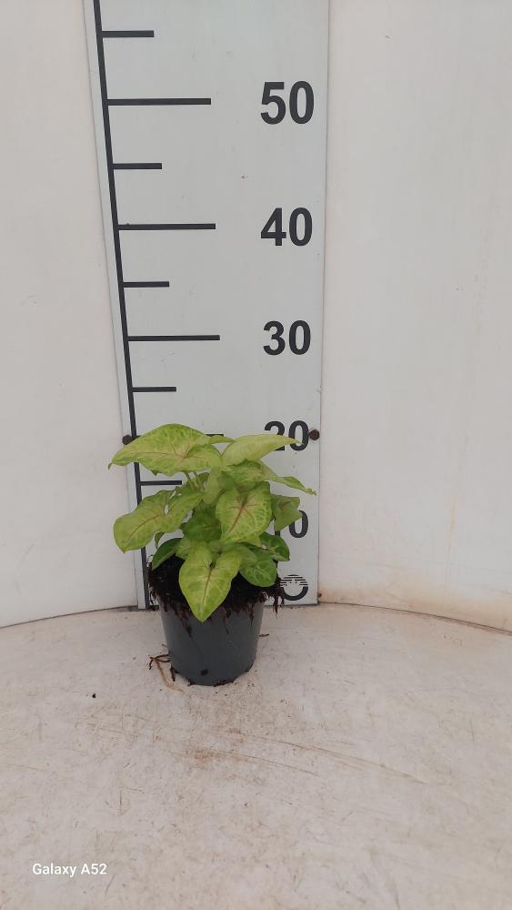 SYNGONIUM GOLDEN ALLUSION VP12