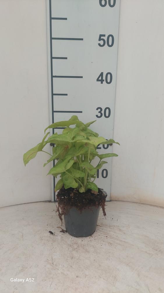 SYNGONIUM GOLDEN ALLUSION VP12