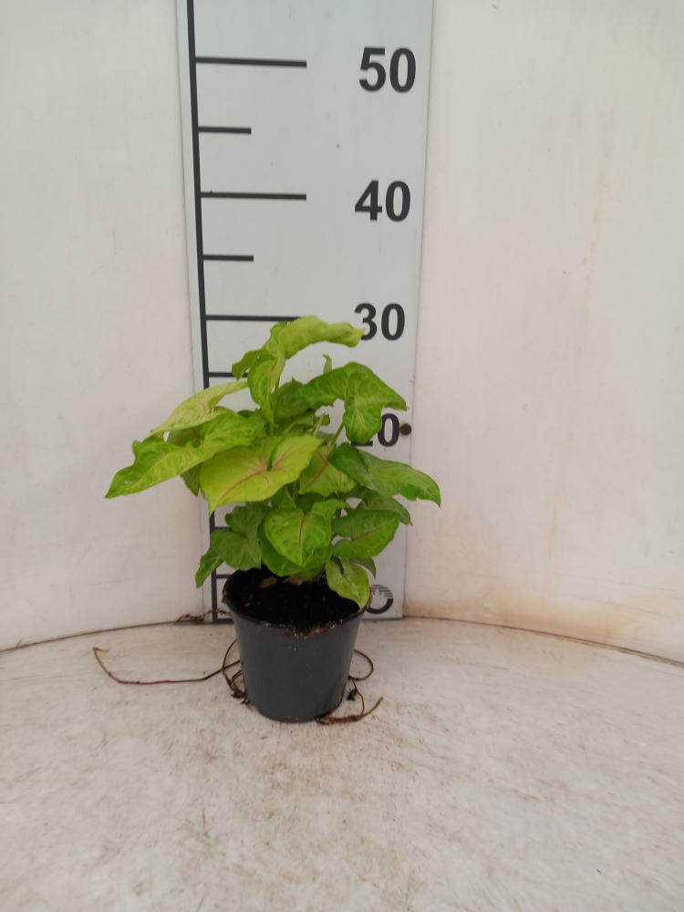 SYNGONIUM GOLDEN ALLUSION VP12