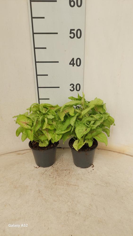 SYNGONIUM GOLDEN ALLUSION VP12