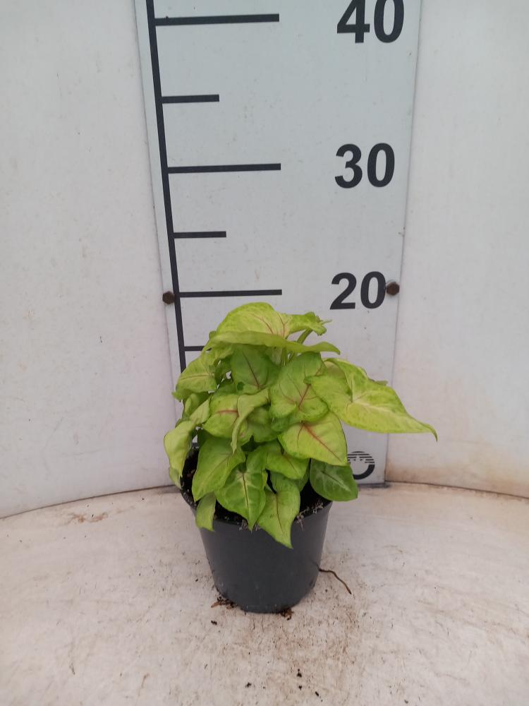 SYNGONIUM GOLDEN ALLUSION VP12