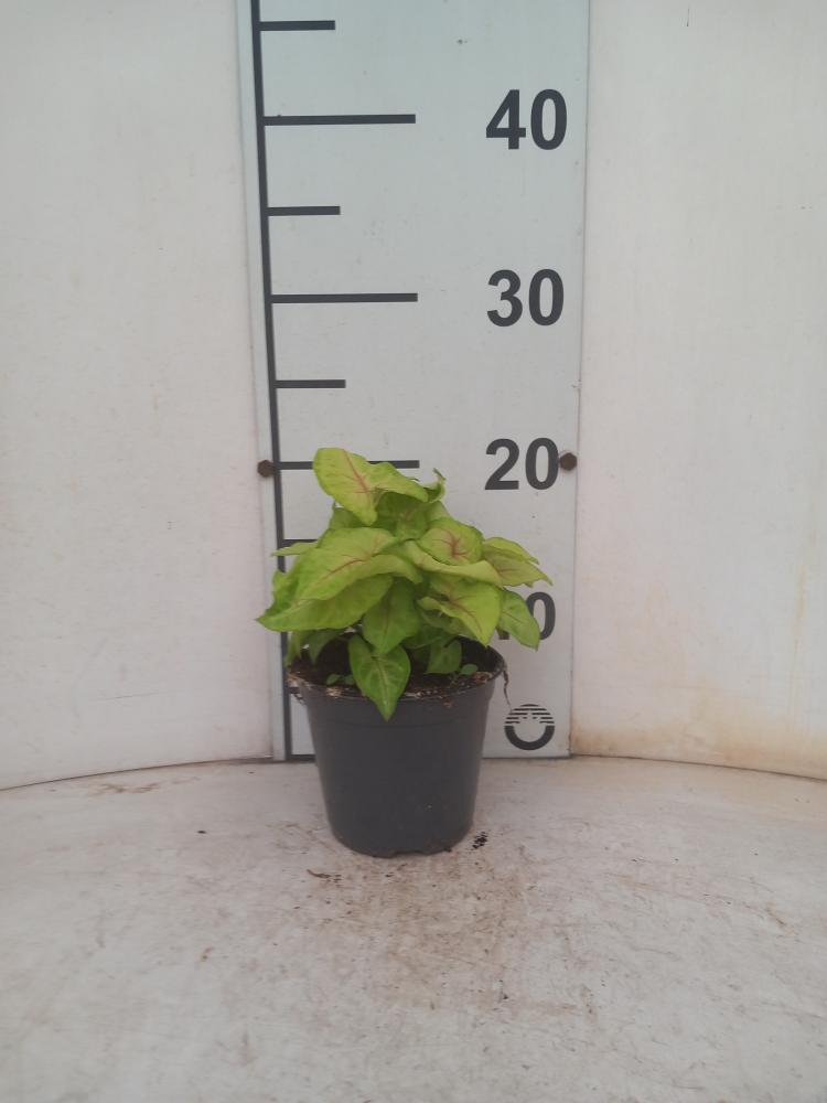 SYNGONIUM GOLDEN ALLUSION VP12