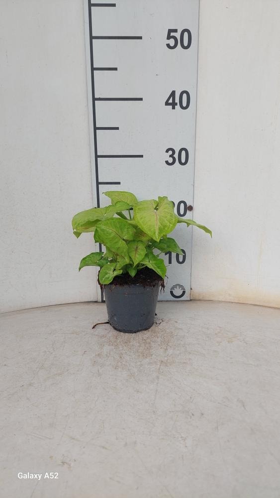 SYNGONIUM GOLDEN ALLUSION VP12