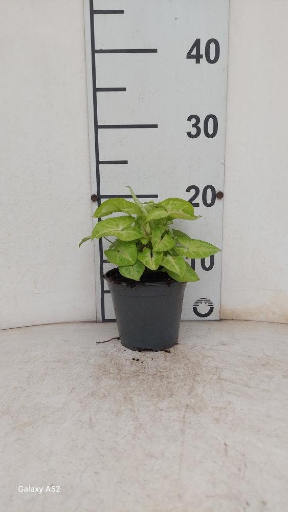 SYNGONIUM GOLDEN ALLUSION VP12