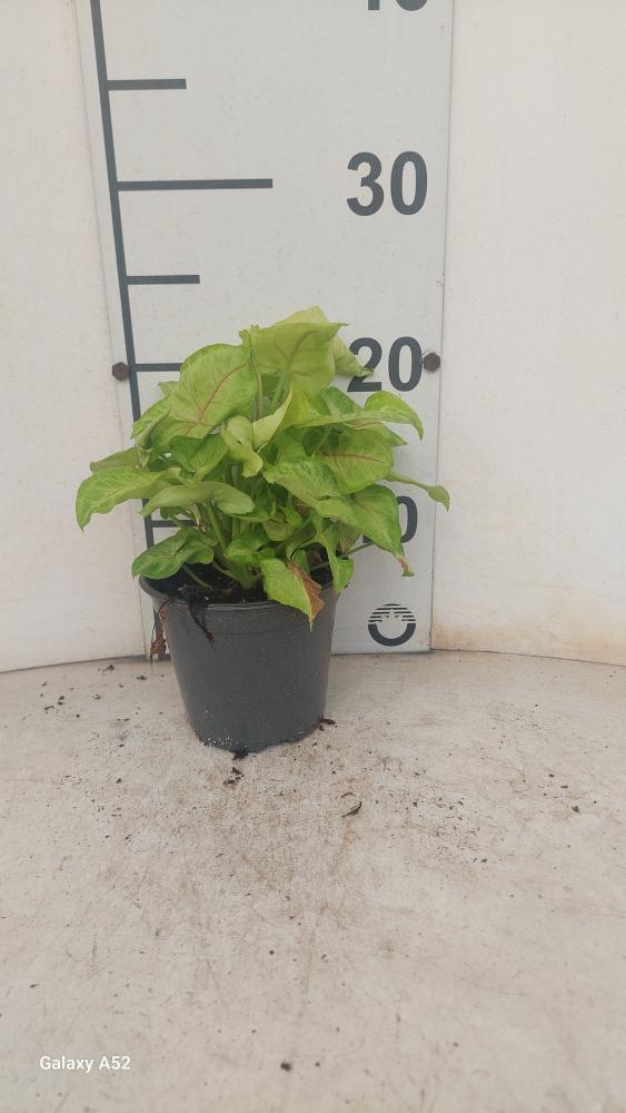 SYNGONIUM GOLDEN ALLUSION VP12