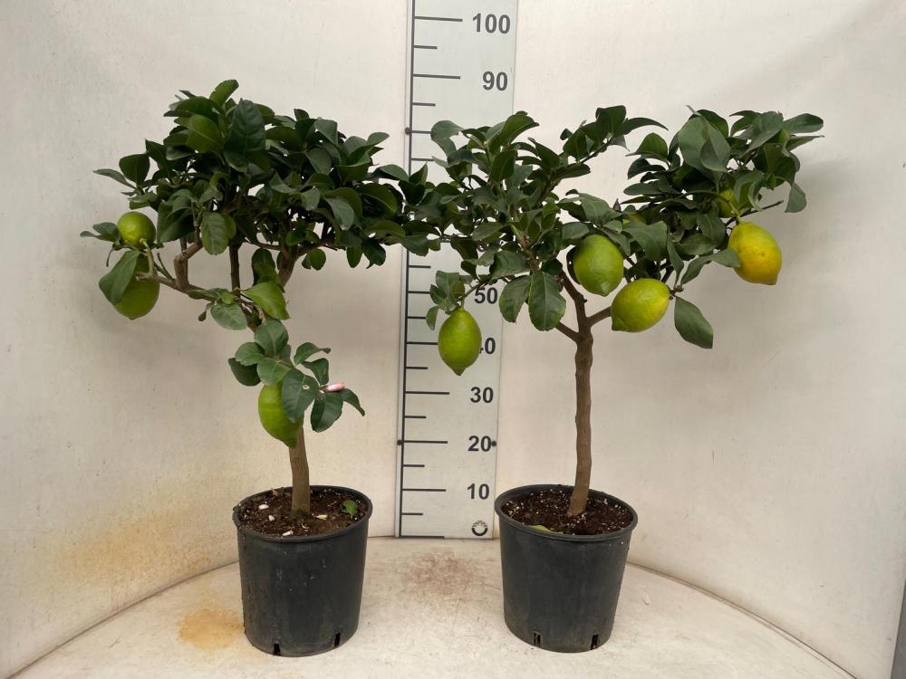 LIMONE ALBERELLO VP20