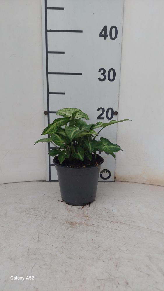 SYNGONIUM ARROW VP12