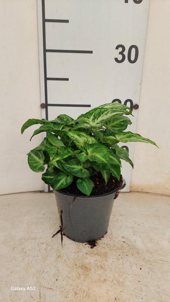 SYNGONIUM ARROW VP12