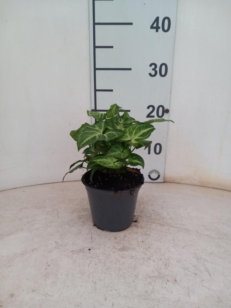 SYNGONIUM ARROW VP12
