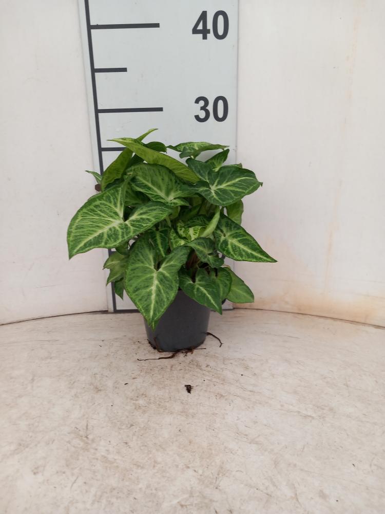 SYNGONIUM ARROW VP12