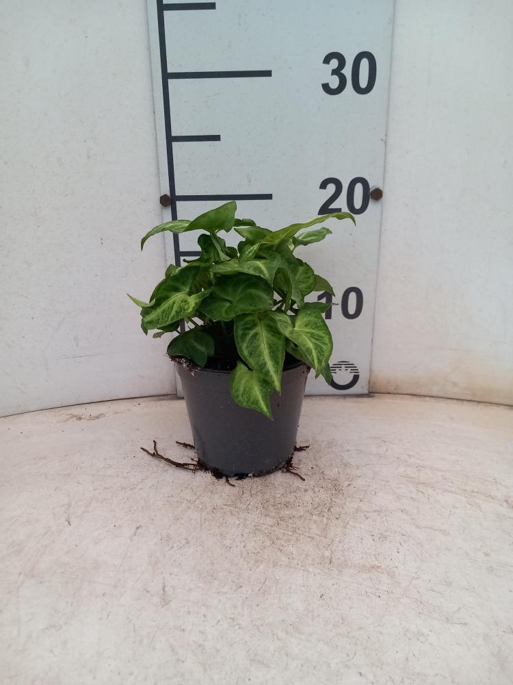SYNGONIUM ARROW VP12