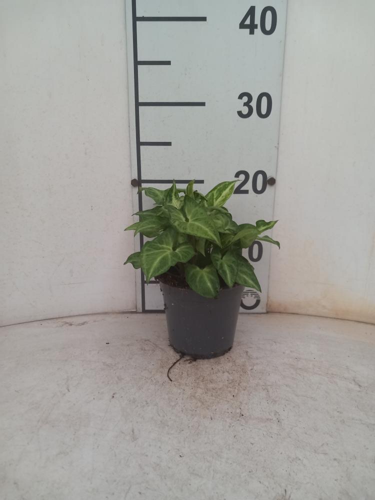SYNGONIUM ARROW VP12