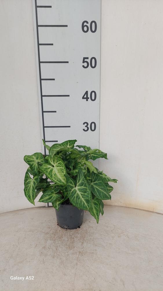 SYNGONIUM ARROW VP12