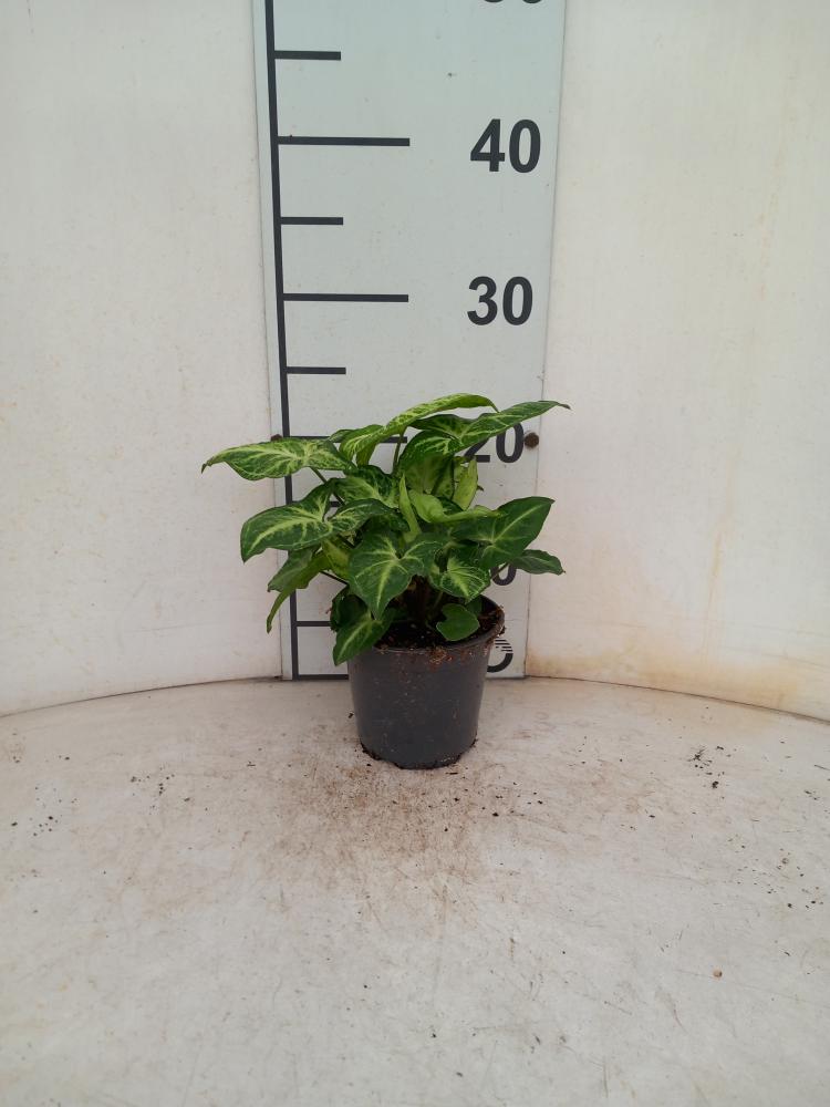 SYNGONIUM ARROW VP12