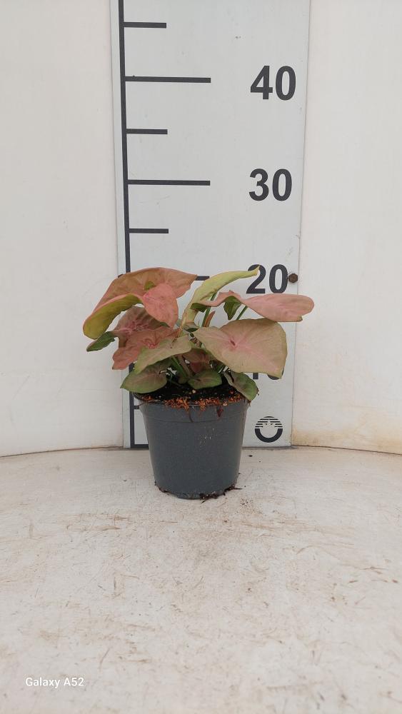 SYNGONIUM R. HEART VP12