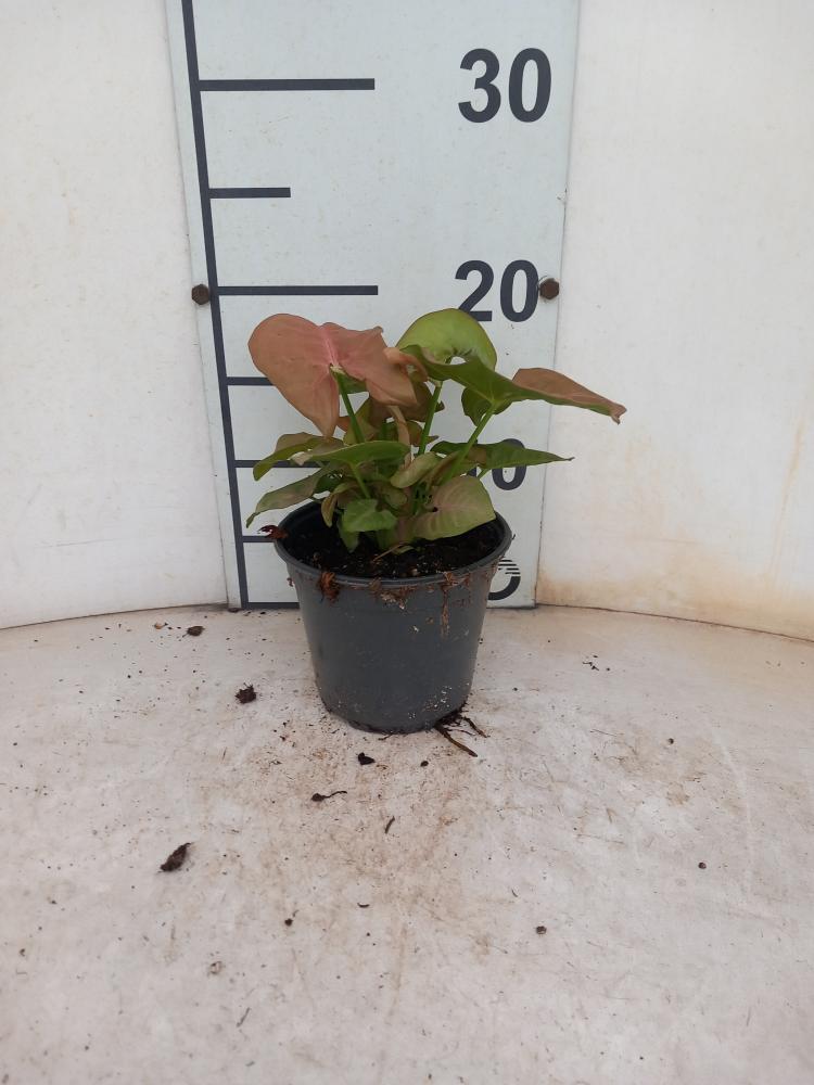 SYNGONIUM R. HEART VP12