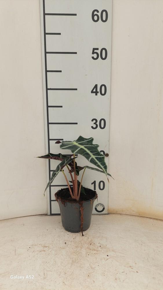 ALOCASIA POLLY VP12