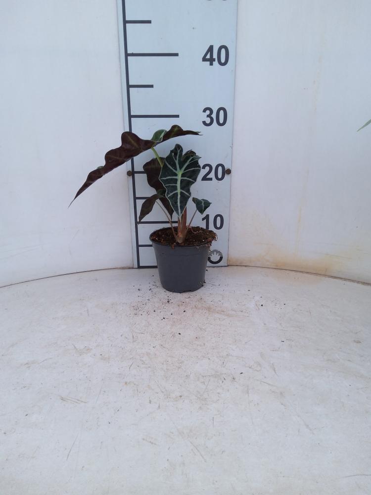 ALOCASIA POLLY VP12