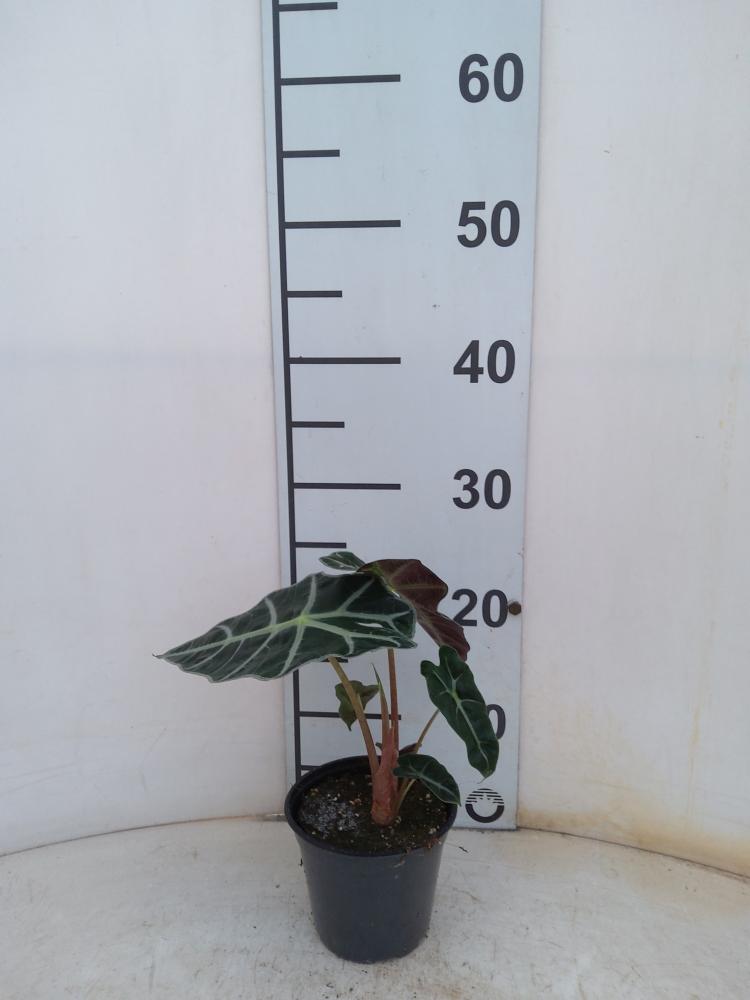 ALOCASIA POLLY VP12