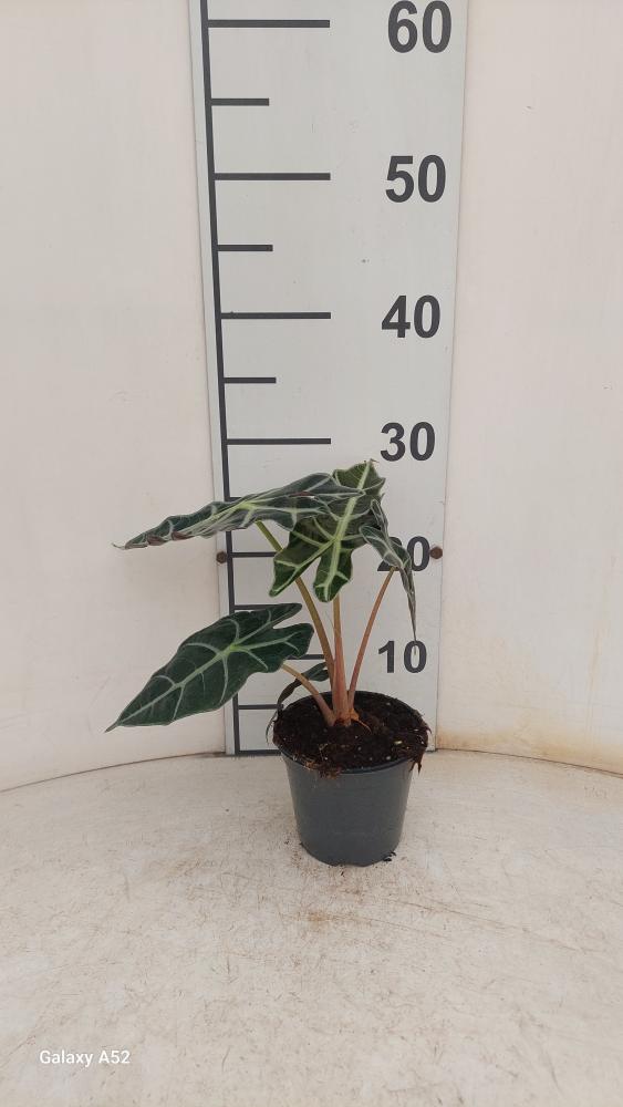 ALOCASIA POLLY VP12