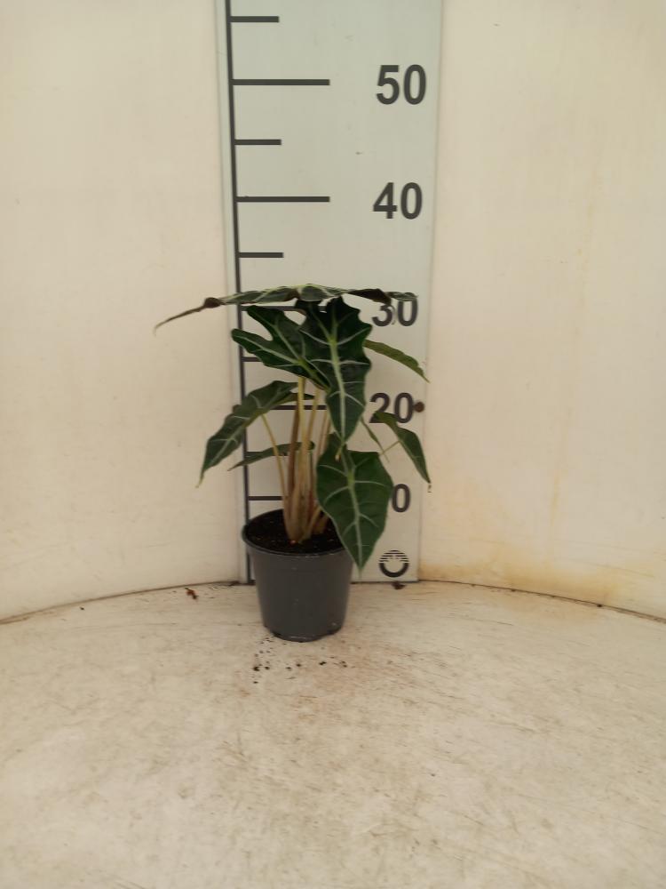 ALOCASIA POLLY VP12