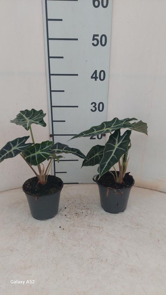 ALOCASIA POLLY VP12