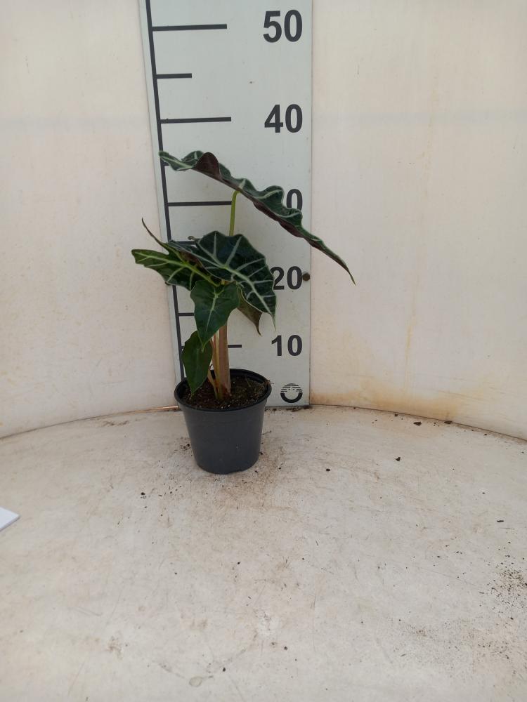 ALOCASIA POLLY VP12