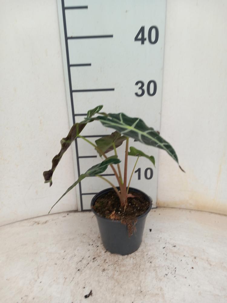 ALOCASIA POLLY VP12