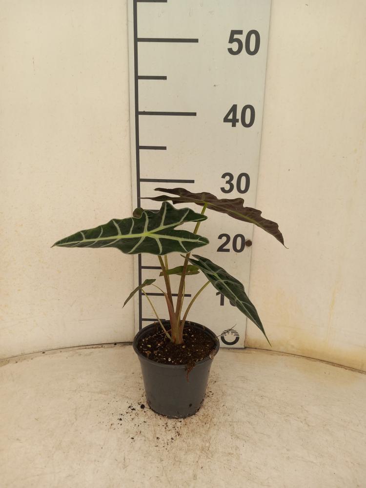 ALOCASIA POLLY VP12