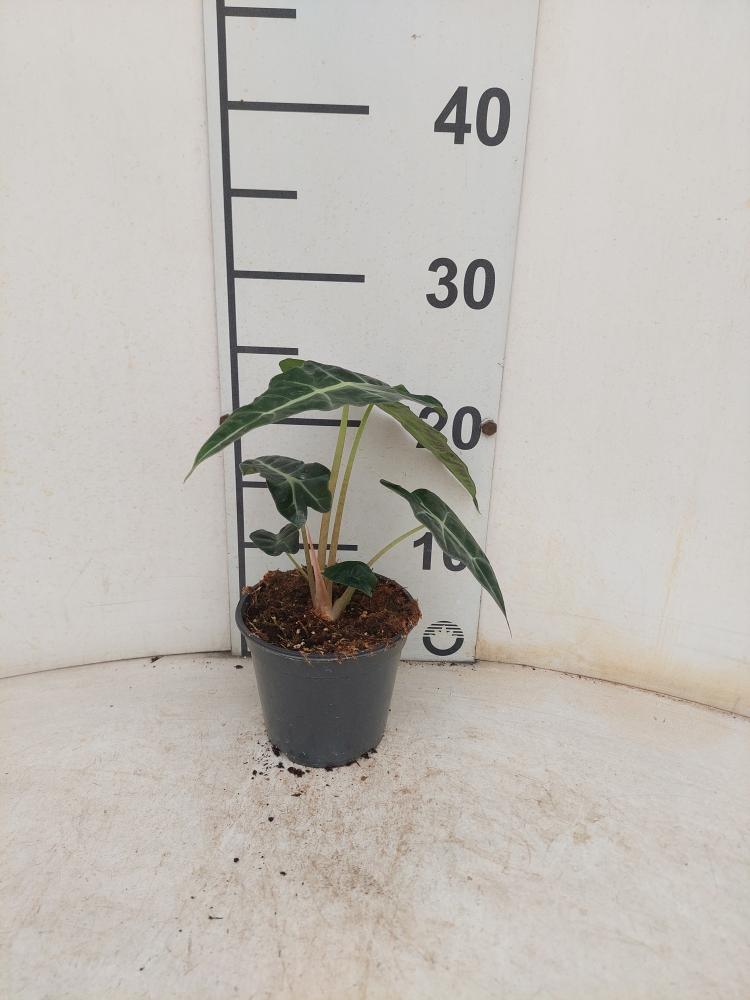 ALOCASIA POLLY VP12